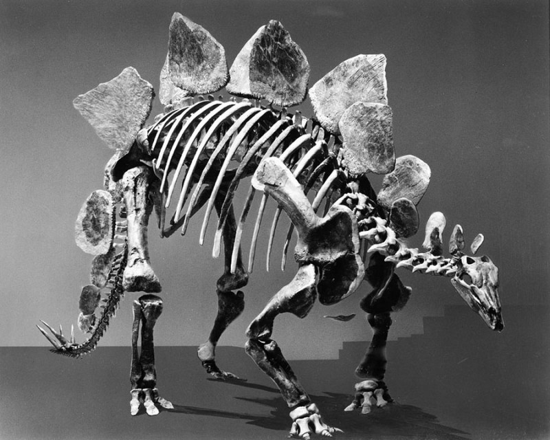 02 Stegosaurus.jpg