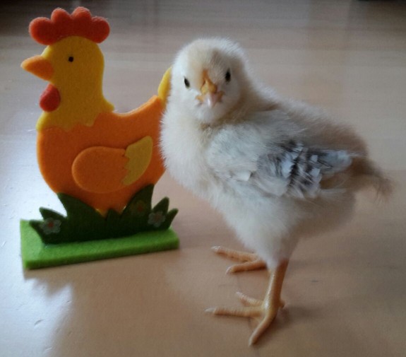 unser Küken