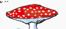 Fliegenpilz.JPG