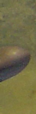 R 1b.jpg